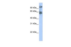 ZNF43 Rabbit anti-Human, Polyclonal, Novus Biologicals 0.1ml; Unconjugated:Antibodies,